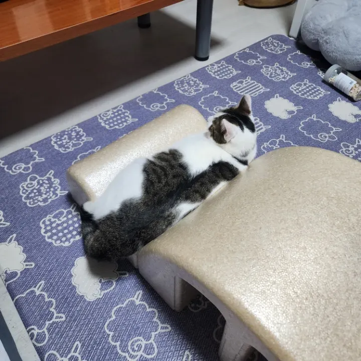 베이지 리뷰